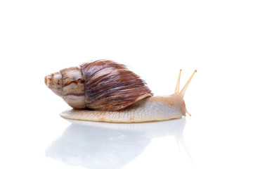 Akhatina snail close up isolated on white background. Concept collagen mask, snail mucus, skin rejuvenation procedure. Cosmetology and skin youth.