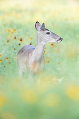 deer in the wildflowers