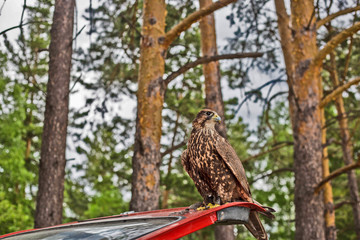 bird of prey