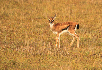 Small baby Thomson's gazelle fawn calf Eudorcas thomsonii looking into camera isolated on green grass Masai Mara National Reserve Kenya East Africa