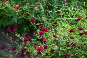 Knautia macedonica in a summer garden