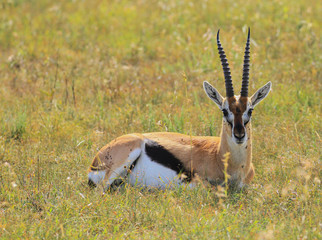 Thomson's gazelle Eudorcas thomsonii looking into camera resting green grass Masai Mara National Reserve Kenya East Africa covered in flies