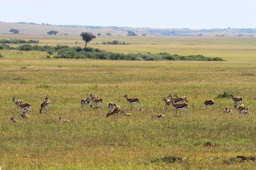 Herd Thomson's gazelles Eudorcas thomsonii  grazing peacefully rolling Masai Mara grass plains with trees hills in distance. Kenya East Africa
