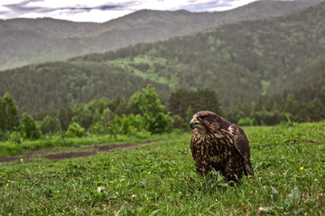 bird of prey
