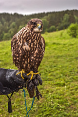 eagle in zoo