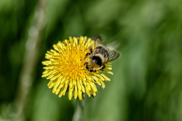 Insect on a dandelion