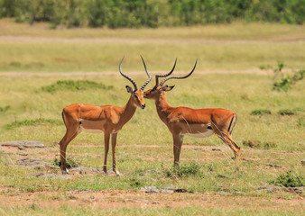 Naklejka na ściany i meble Two impala Aepyceros melampus nuzzling together with large horns standing in green grass savannah Masai Mara National Reserve Kenya East Africa side view