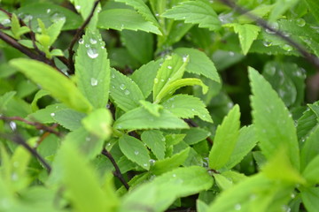background of green leaves