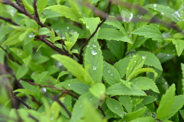 green leaf with water drops