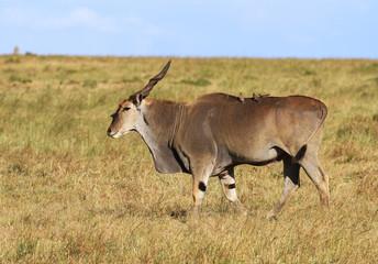 Fototapeta premium Eland male Taurotragus oryx with oxpecker birds on back walking green grass Masai Mara National Reserve Kenya East Africa