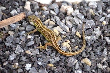 Zauneidechse Lacerta agilis