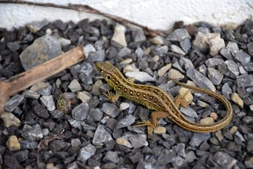 Zauneidechse Lacerta agilis