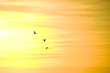 Birds flying, sunrise in the background
