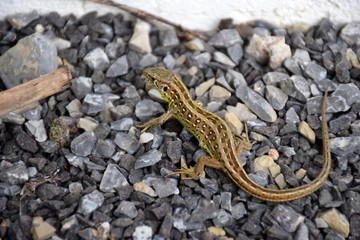Zauneidechse Lacerta agilis