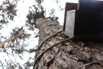 Birdhouse on a tree in the spring. Tree branches against the sky.