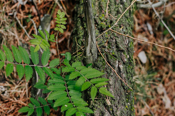  fallen mossy tree trunk with leaves