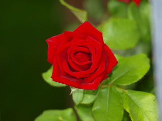 preciosa roja rosa