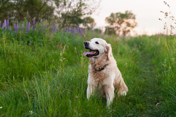 Happy smiling golden retriever puppy dog in the purple lupine flowers meadow in sunny summer evening. Pets care and happiness concept. Copy space background.