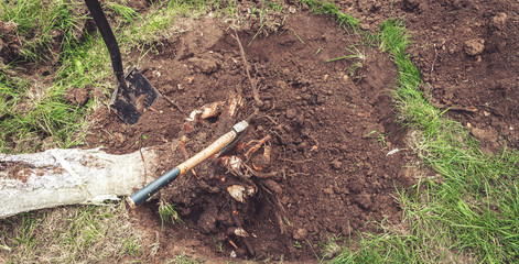Man plants a tree, hands with shovel digs the ground, nature, environment and ecology concept
