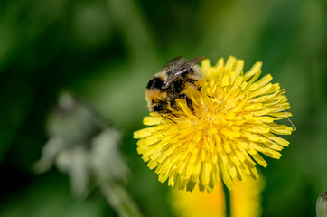 Insect on a dandelion