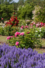 Beautiful summer garden with roses and salvia nemorosa