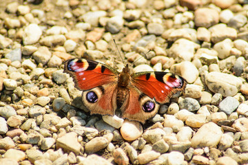 Colorful butterfly resting at the sun 