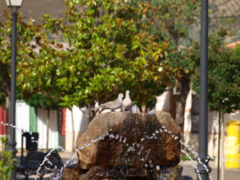 tortolas en fuente de piedra