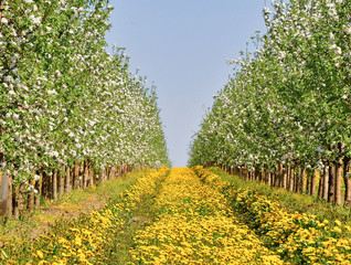 Fototapeta na wymiar Apple orchard in spring in bloom. Between the rows of flowering trees a field of yellow dandelions. Green grass and leaves.