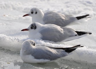 Obraz premium Three frozen seagulls are sitting on the frozen and snowy water of the Black Sea in the cold.