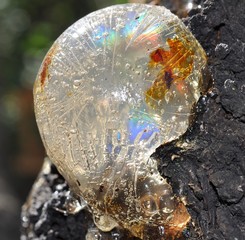 Gum, glue, hardened resin, sap from the bark on the trunk of a tree. Resin - ingot in the form of a snail, shell, ammonite. Rainbow. Natural abstraction.