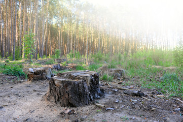 birch stump in the forest, the remainder of the felled tree, deforestation