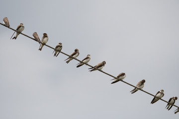 Obraz premium Stunning bird photo. Common house martin (Delichon urbicum) on the power line.