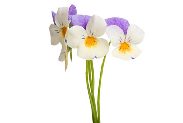 pansy flower isolated
