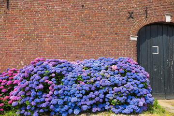 Blue and purple blooming hortensia (Hydrangea macrophylla) flowers against red brick wall of old...