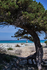 Fototapeta na wymiar old tree on the beach