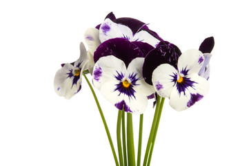 Fototapeta premium pansy flower isolated