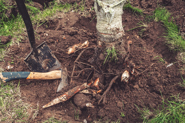 Fototapeta premium Man plants a tree, hands with shovel digs the ground, nature, environment and ecology concept