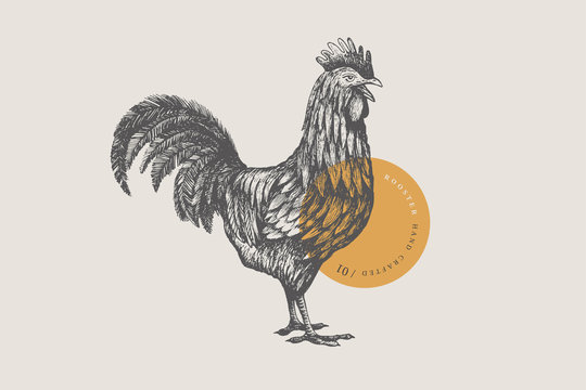 Graphical drawn rooster, Hand-drawn retro picture with a poultry in an engraving style