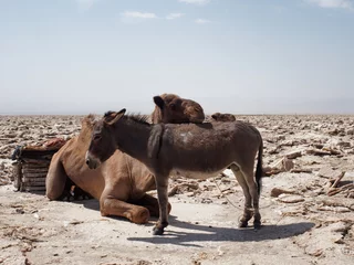 Fototapeten Esel Kamel und Esel in der Wüste  © Stev
