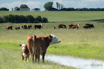 Cow Denmark 