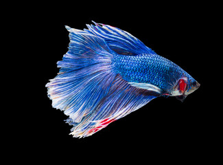 siamese betta fighting with beautiful colors on isolated black background	