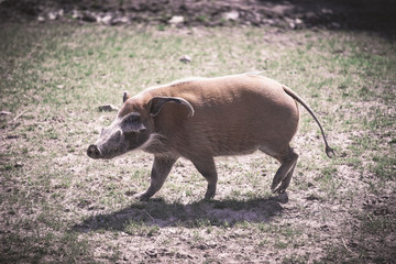 Schwein Warzenschwein Tier Animal