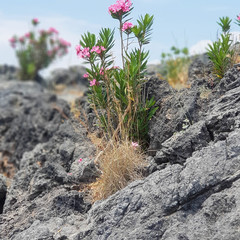 Beautiful flower in the stones