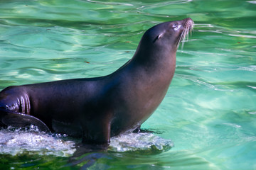 Obraz premium Meer Robbe