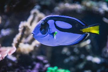 Fototapeta na wymiar Fisch Nemo