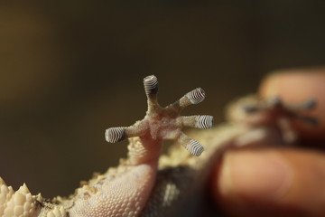 Lizard Hand