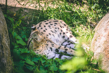 leopard