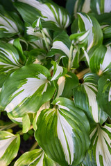 Bright fresh green and white leaves of hosta (Hosta undulata). Hosta - an ornamental plant for landscaping park and garden design