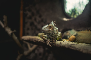 eidechse leguan