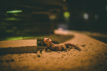 reptil eidechse